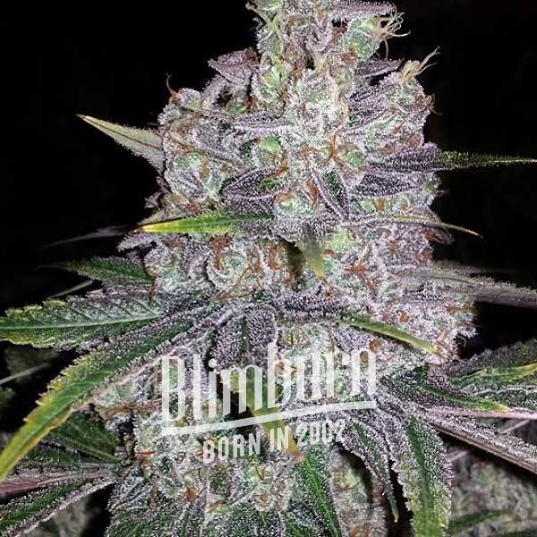 Black Sugar เมล็ดพันธุ์กัญชา โฟโต้ เพศเมีย ค่าย Blimburnseeds
