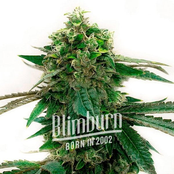 เมล็ดพันธุ์กัญชา https://blimburnseeds.com/wp-content/uploads/2021/11/Bubblegum_Haze.jpg
