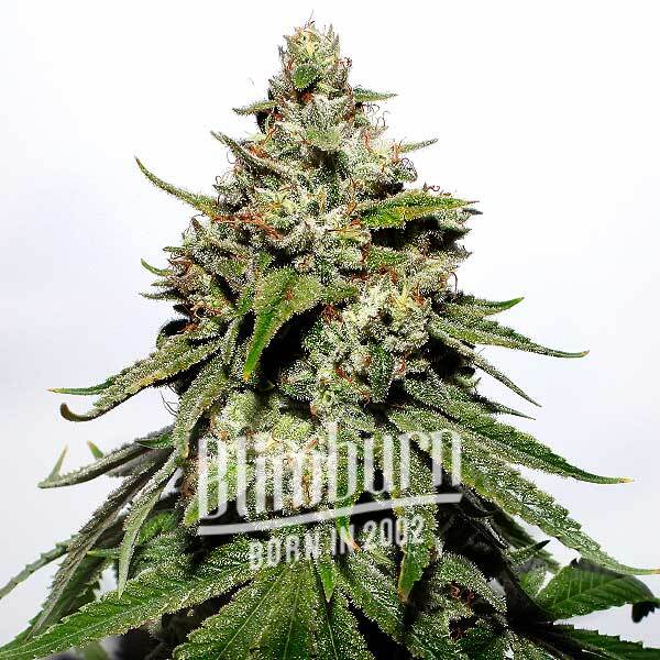 เมล็ดพันธุ์กัญชา https://blimburnseeds.com/wp-content/uploads/2022/06/Chemdog-Diesel-Auto.jpg