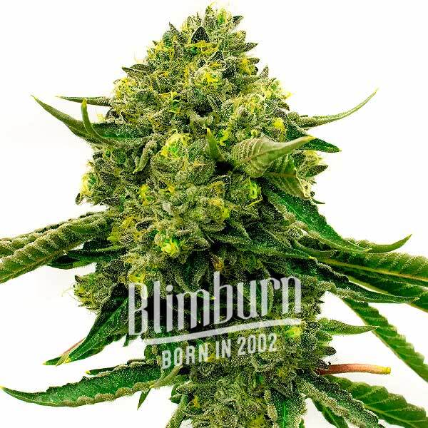 เมล็ดพันธุ์กัญชา https://blimburnseeds.com/wp-content/uploads/2022/03/Critical-x-Cheese-Candy-Regular.jpg