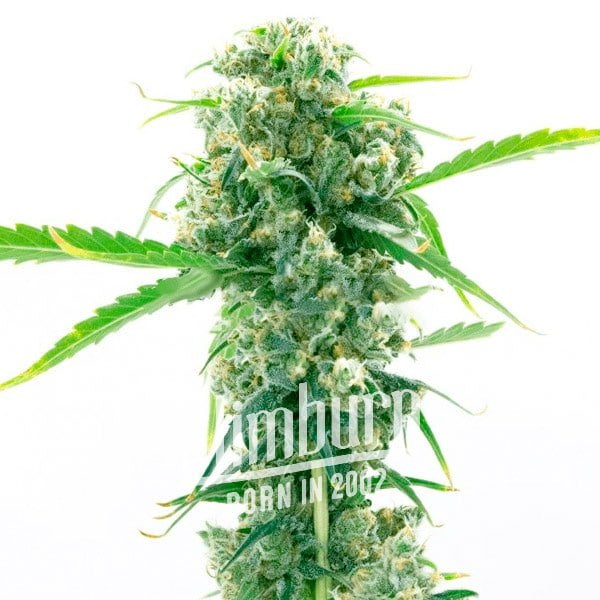 เมล็ดพันธุ์กัญชา https://blimburnseeds.com/wp-content/uploads/2021/11/Girl_Scout_Cookies_x_Kush.jpg