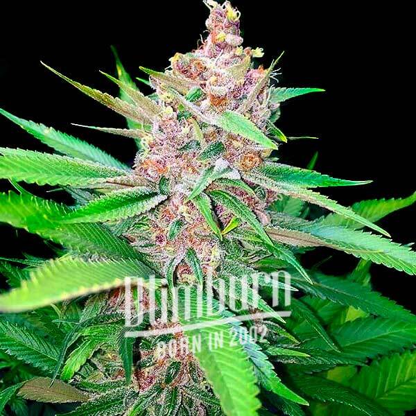 เมล็ดพันธุ์กัญชา https://blimburnseeds.com/wp-content/uploads/2022/06/Plushberry-Auto.jpg