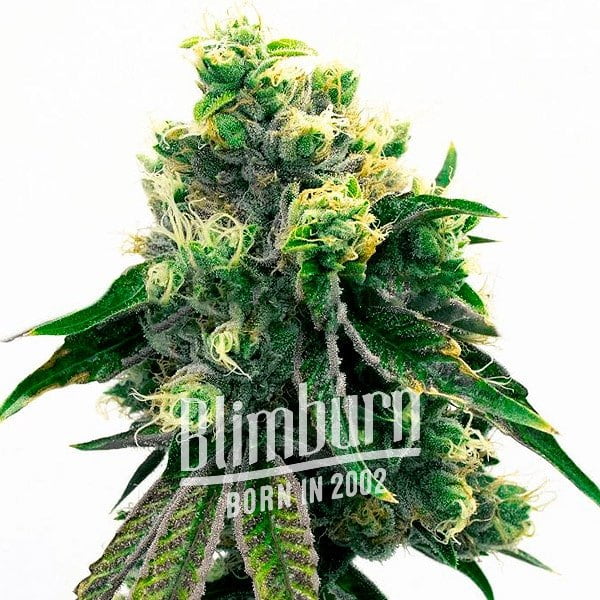 เมล็ดพันธุ์กัญชา https://blimburnseeds.com/wp-content/uploads/2021/11/Purple_Urkle.jpg