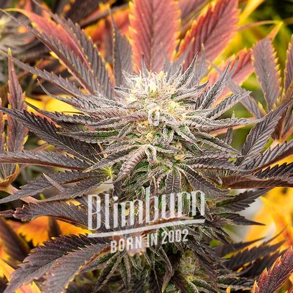 เมล็ดพันธุ์กัญชา https://blimburnseeds.com/wp-content/uploads/2022/06/Red-Skunk-Kush-Auto.jpg