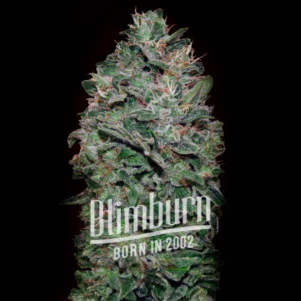 เมล็ดพันธุ์กัญชา https://blimburnseeds.com/wp-content/uploads/2022/06/Somango-X-Sweet-Auto.jpg