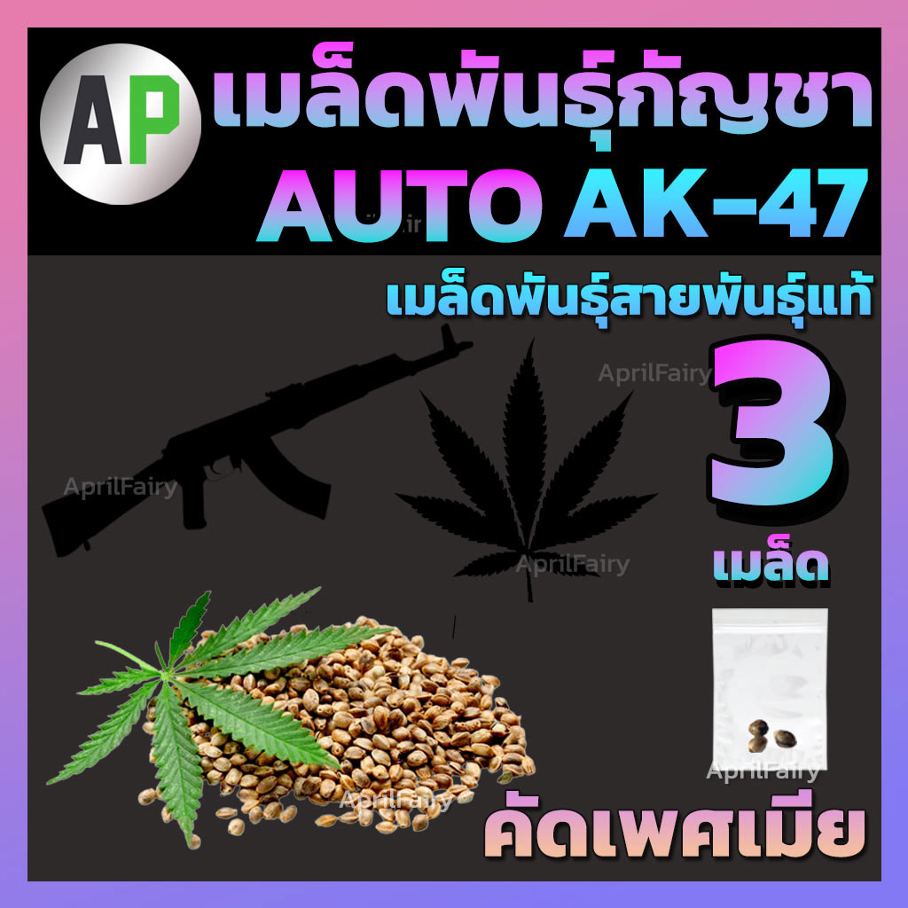 เมล็ดกัญชา AK-47 ออโต้