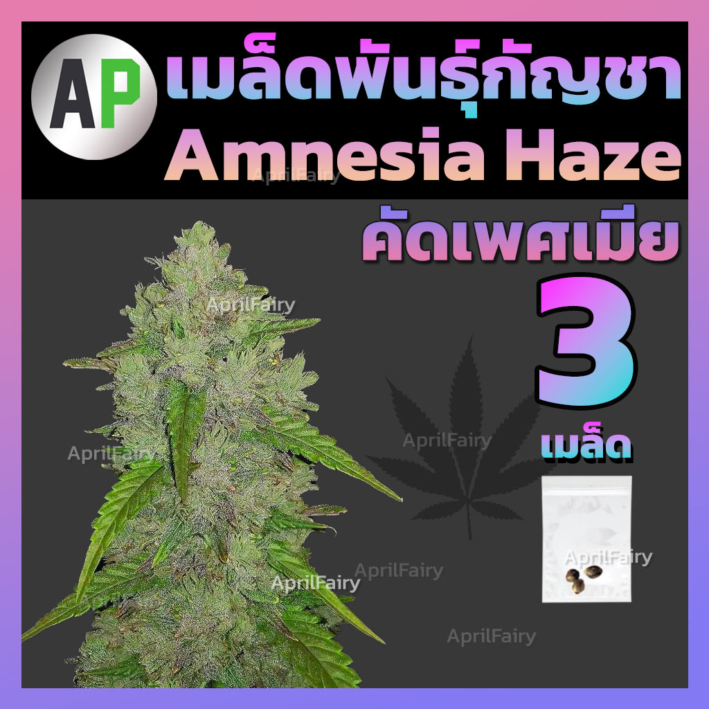 เมล็ดพันธุ์กัญชา Amnesia โฟโต้