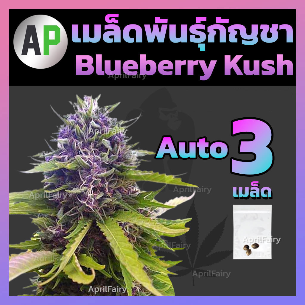 เมล็ดพันธุ์กัญชา Blackberry Kush ออโต้