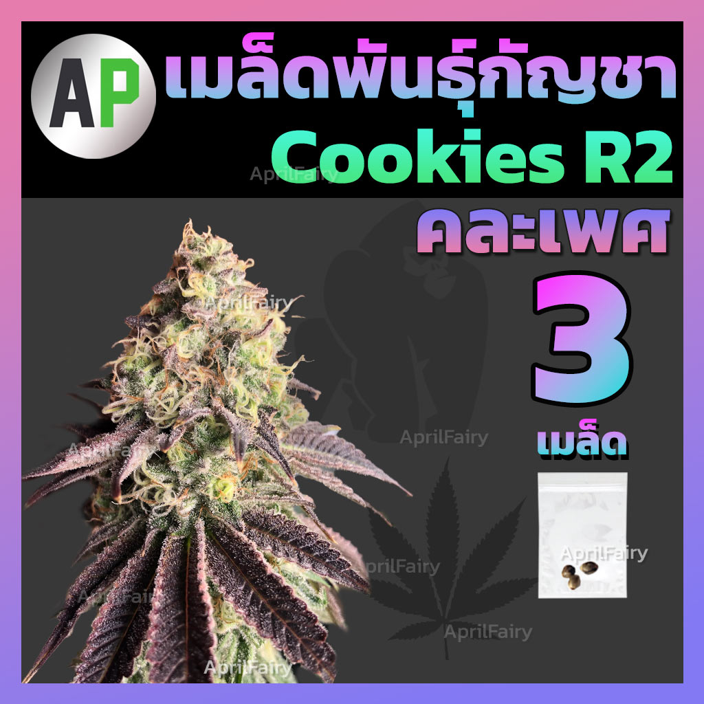 เมล็ดพันธุ์กัญชา Cookie R2 โฟโต้