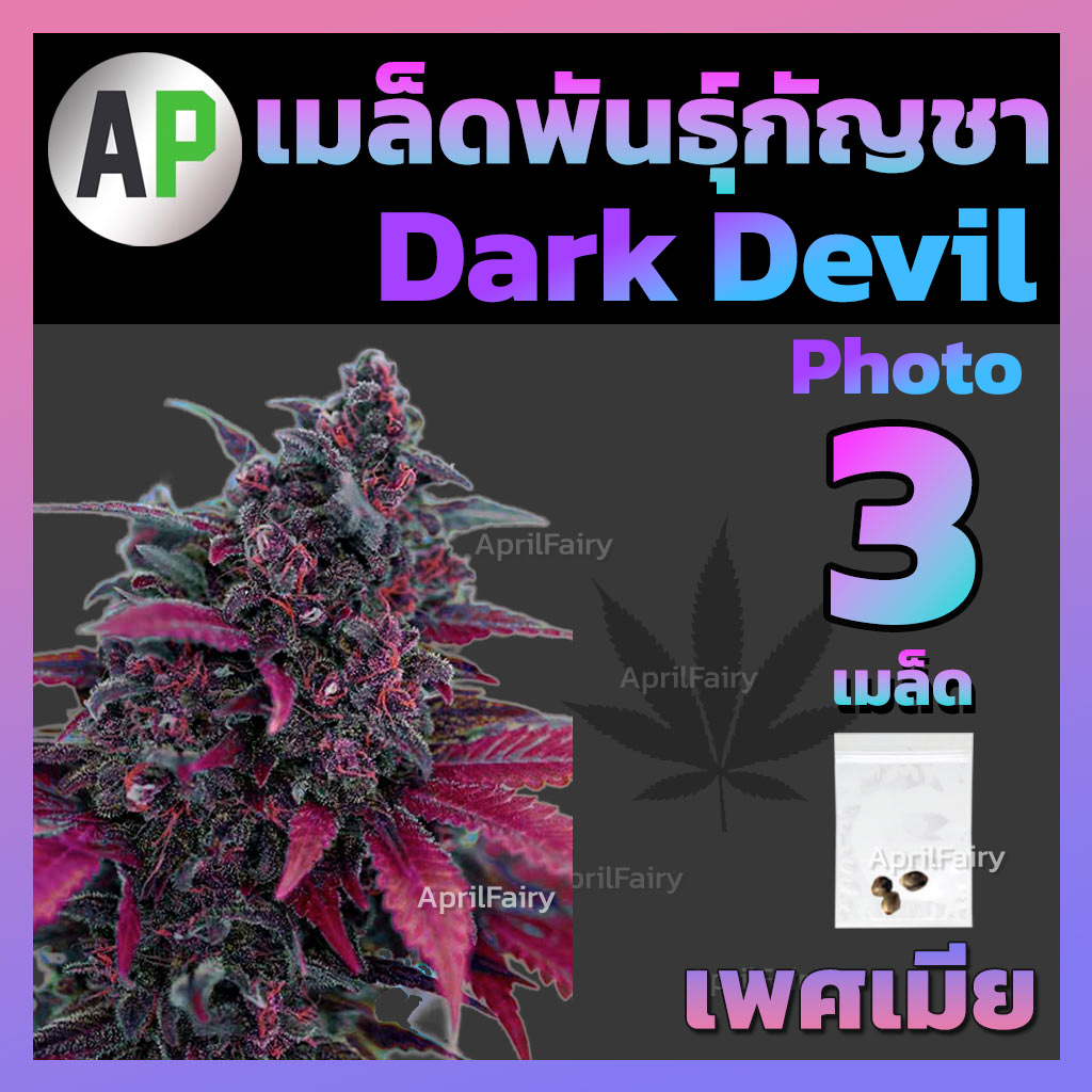 เมล็ดพันธุ์กัญชา Dark Devil Photo
