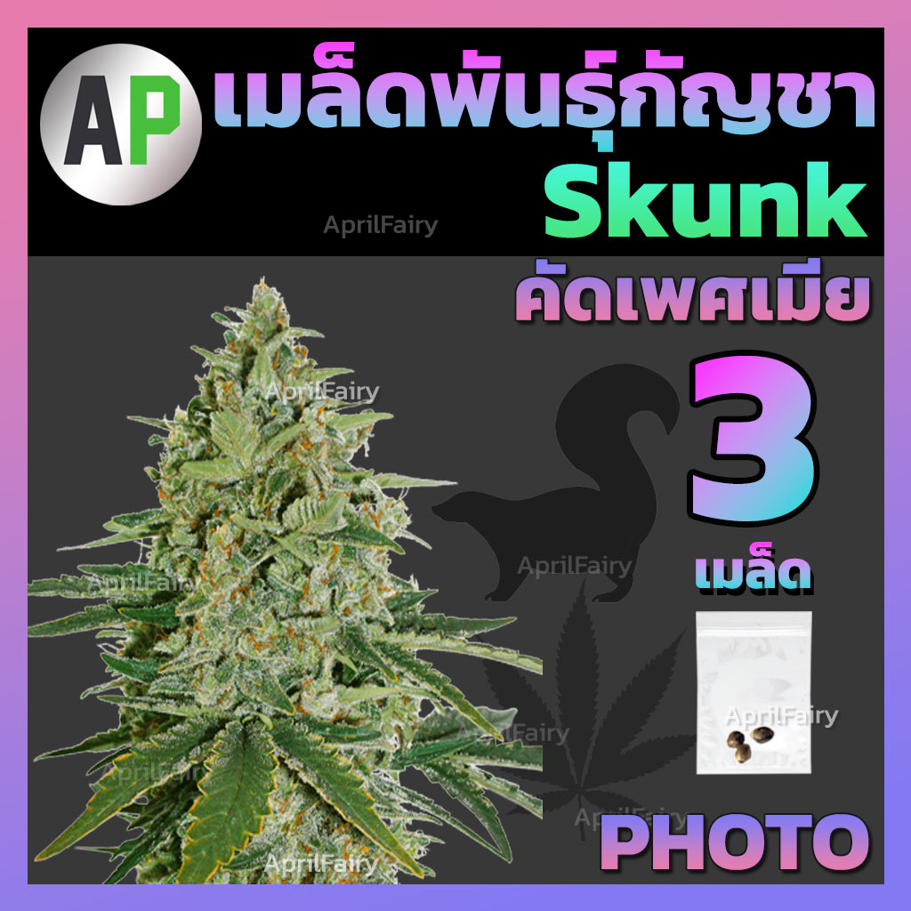 เมล็ดพันธุ์กัญชา Skunkโฟโต้