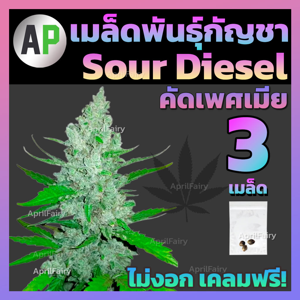 เมล็ดพันธุ์กัญชา Sour Diesel โฟโต้