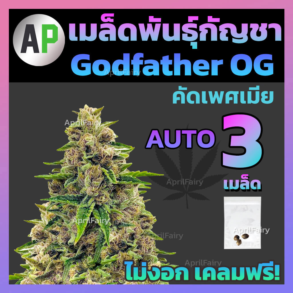 เมล็ดพันธุ์กัญชา Godfather OG ออโต้