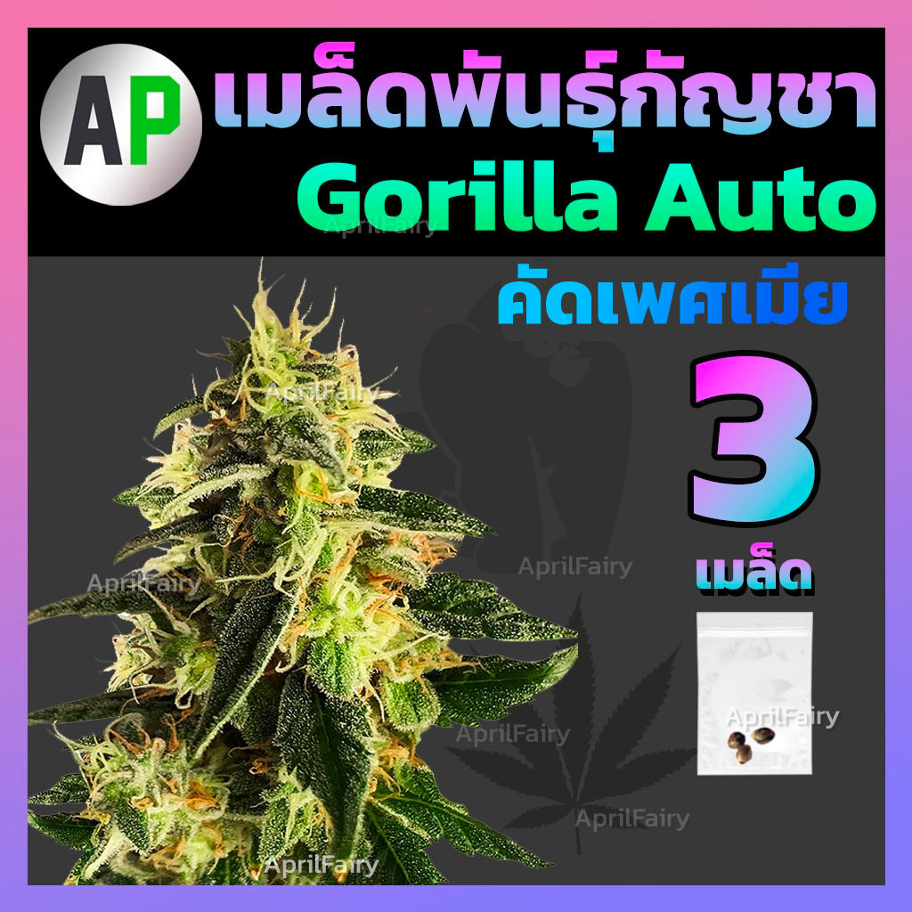 เมล็ดพันธุ์กัญชา Gorilla Glue ออโต้ 3เมล็ด เพศเมีย (บรีดไทย)