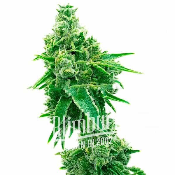 CBD ACDC (1:18) เมล็ดพันธุ์กัญชา CBD เพศเมีย ค่าย Blimburn Seeds